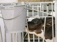 全球牛人汇聚EuroTier，交流领先创新技术：你的犊牛饲喂正确了吗？