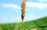 China produces genetic map of Tibetan barley